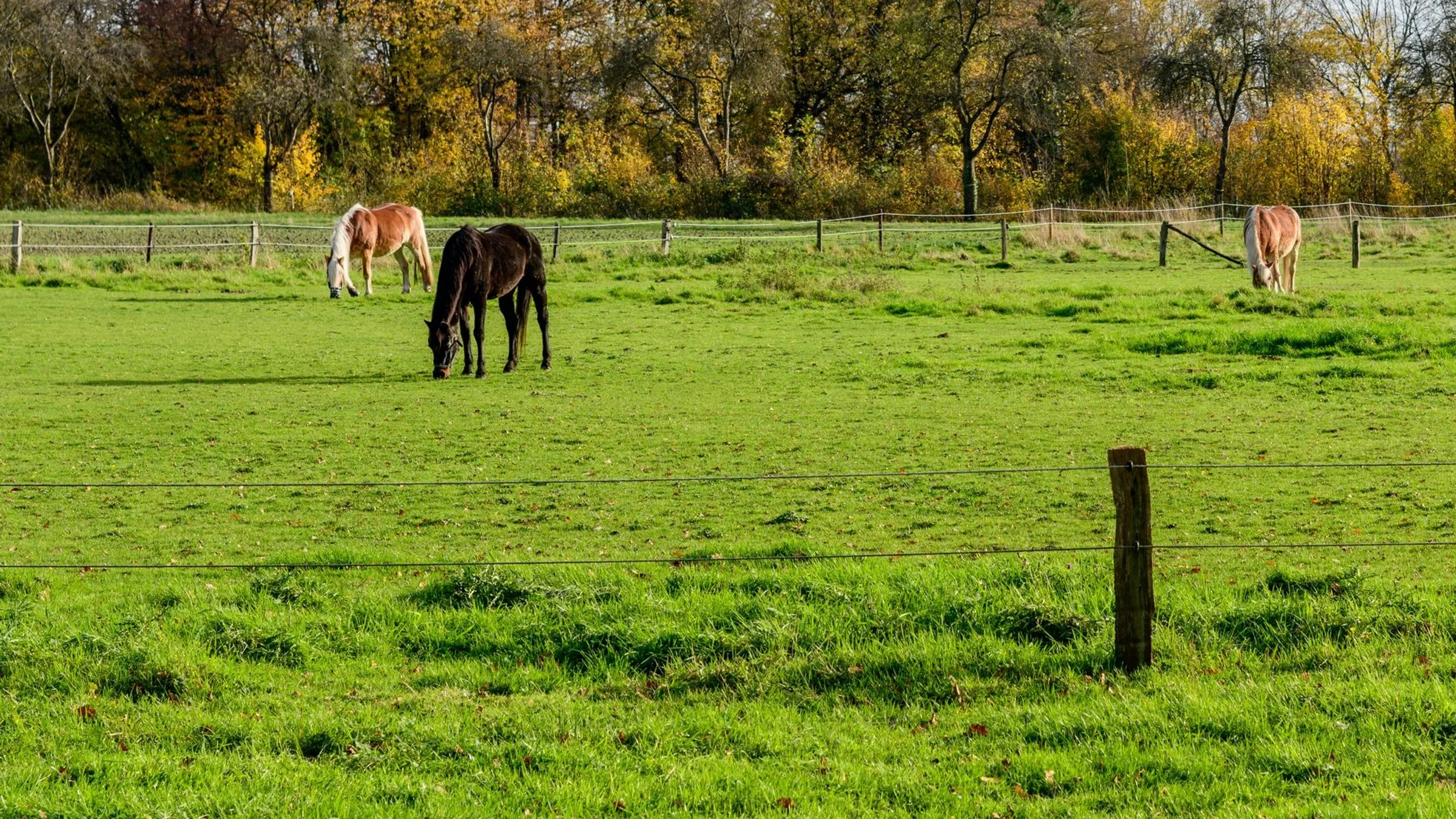 Three horses grazing in a green fenced pasture with autumn trees behind