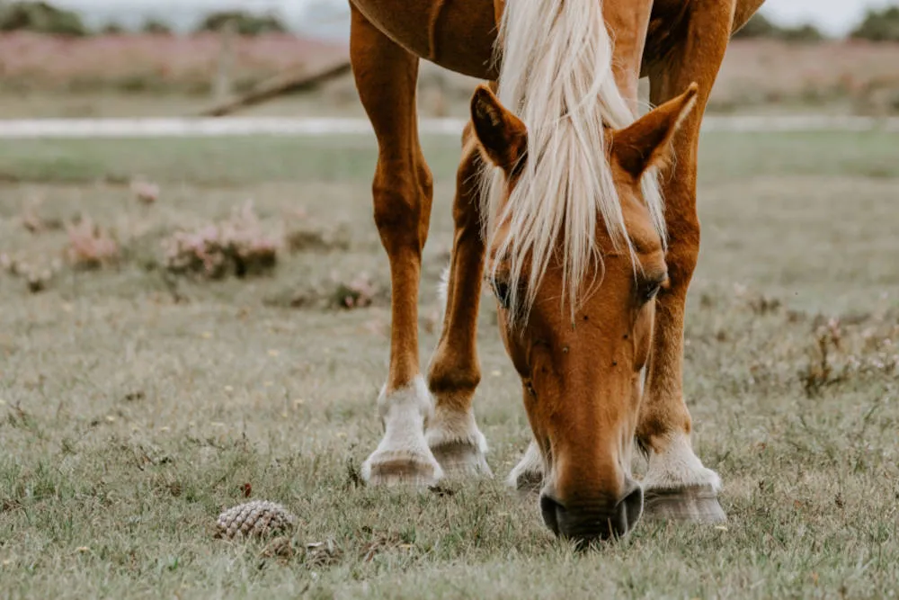 Horse grazing at Sparrow Valley Ranch