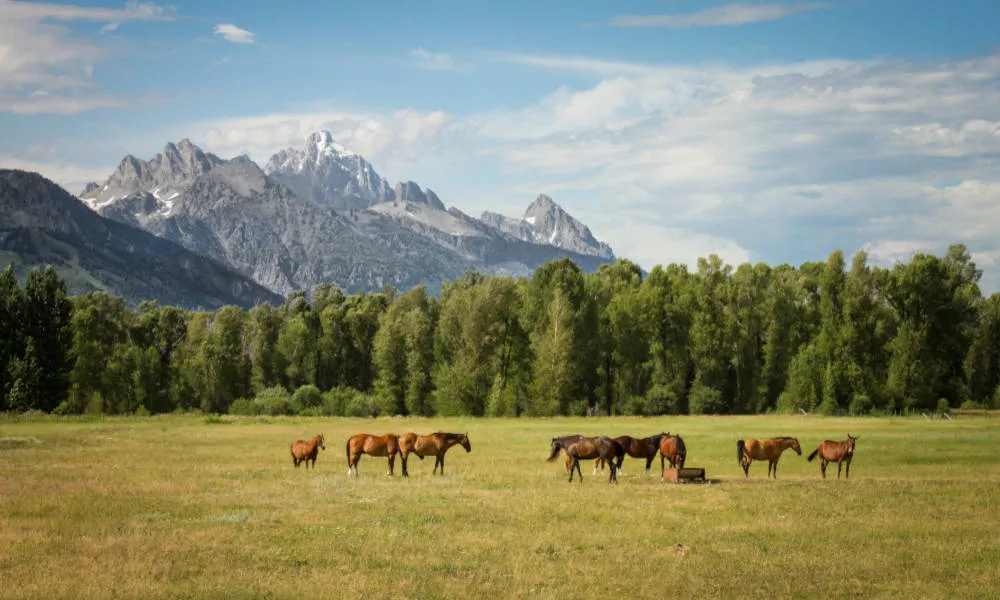 Horses grazing in a mountain valley pasture at Sparrow Valley Ranch